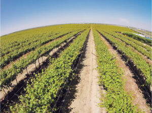 Agro San Jose SA