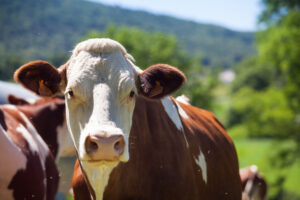 Agroveterinaria Le Vache
