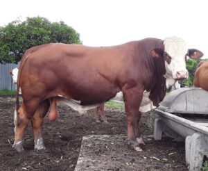 AgroVeterinaria San Martín