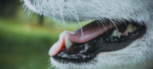 Aguará Clinica Veterinaria