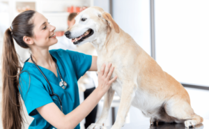 Animalia Clinica Veterinaria