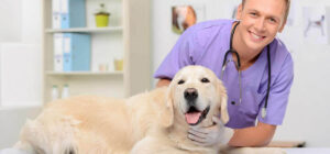 Bily Vet Clinica Veterinaria