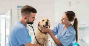 Centro Asistencial Veterinario .