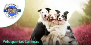 Centro Médico Veterinario Villa Italia