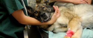 Clínica Del Plata Urgencias Veterinarias