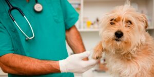 Clínica Lomas Veterinaria