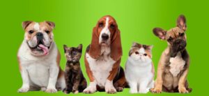 Clínica Veterinaria Córdoba