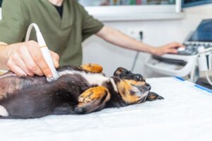 Clínica Veterinaria Crespo