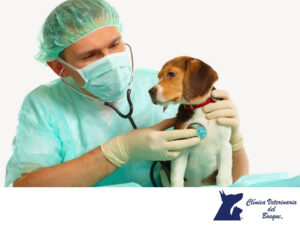 Clínica Veterinaria Del Bosque