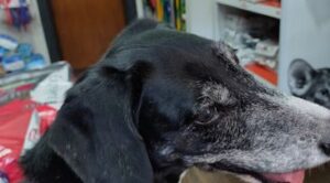 Clinica Veterinaria Dr Munini
