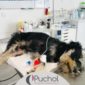 Clínica Veterinaria Frías