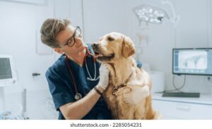 Clínica Veterinaria Huellas De Oro
