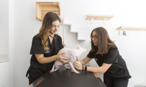 CLÍNICA VETERINARIA LA DULCE