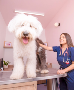 Clínica Veterinaria "La Perruquería De Andino