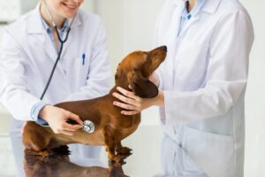 Clínica Veterinaria Lawen