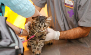 Clínica Veterinaria Lezana