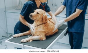 Clinica Veterinaria Massola