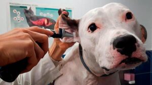 Clinica Veterinaria Mendieta