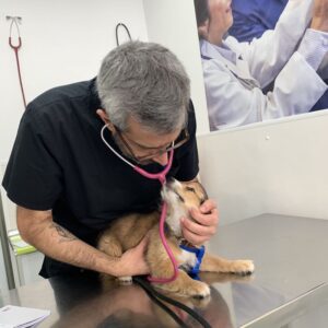 Clinica Veterinaria