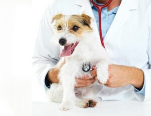 Clinica Veterinaria San Francisco