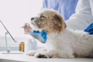 CLINICA VETERINARIA SENGER