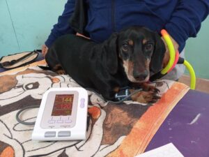 Clínica Veterinaria Villa Rumipal