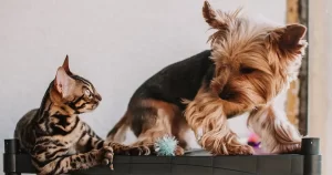 Como Perros Y Gatos