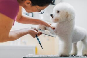 CORTE CANINO VETERINARIA