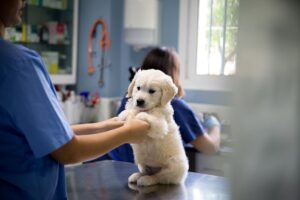 EL CACHORRO VETERINARIA
