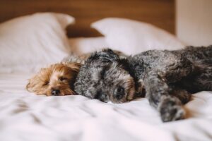 El Sue O Veterinaria