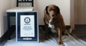 Guinness Veterinaria