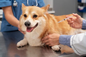 H&H Veterinaria