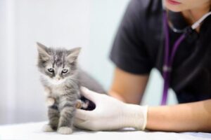 La Escondida Veterinaria