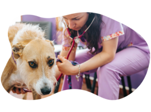 Los Andes Veterinaria