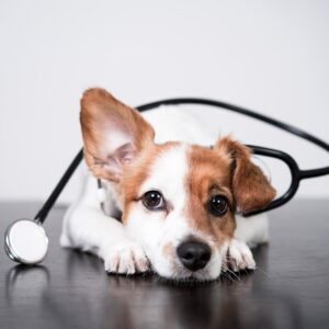 Mascotas Veterinaria