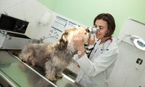 Clínicas Veterinarias En 25 De Mayo