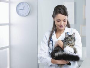 Clínicas Veterinarias En 9 De Julio