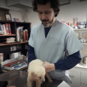 Clínicas Veterinarias En Adolfo Sourdeaux