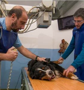 Clínicas Veterinarias En Alberdi