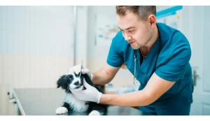Clínicas Veterinarias En Aldo Bonzi