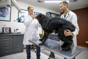 Clínicas Veterinarias En Arguello