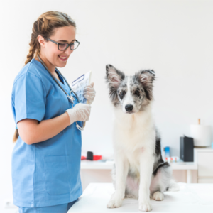 Clínicas Veterinarias En Arteaga