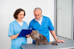 Clínicas Veterinarias En Azul