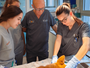 Clínicas Veterinarias En Chovet