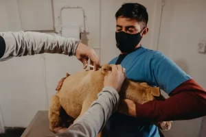 Clínicas Veterinarias En Ciudad De Caucete