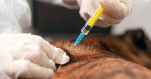 Clínicas Veterinarias En Darregueira