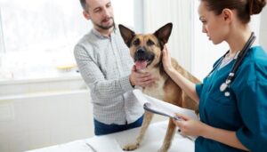 Clínicas Veterinarias En Fatima