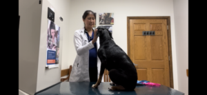 Clínicas Veterinarias En Felicia