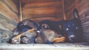 Clínicas Veterinarias En Firmat