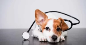 Clínicas Veterinarias En Glew